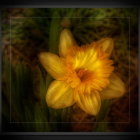 Yellow lily