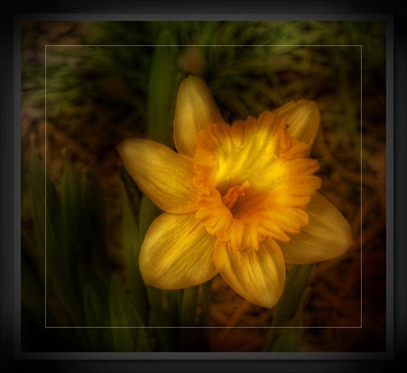 Yellow lily - 3d, lily