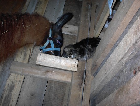 Feed Time - llama, cat, animals