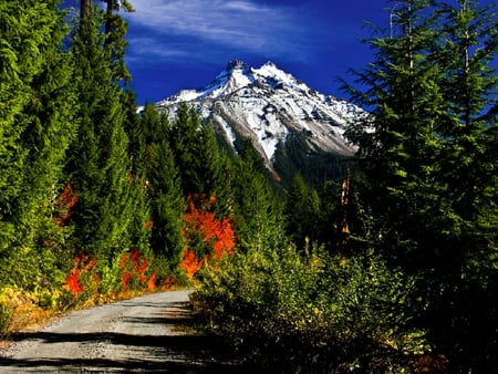 Mt.-Jefferson - path, forest, green, jefferson