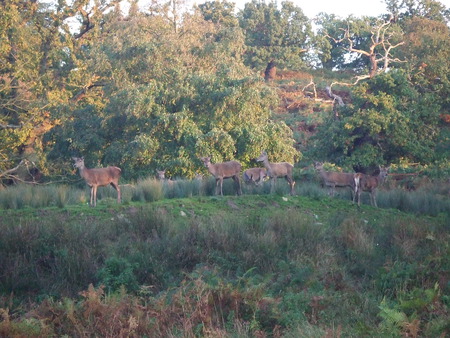 Deer - wild, trees, deer, grass