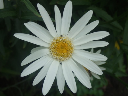 White Flower - white, leaf, flower, petals