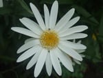 White Flower