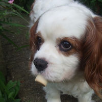 King Carles With Bone