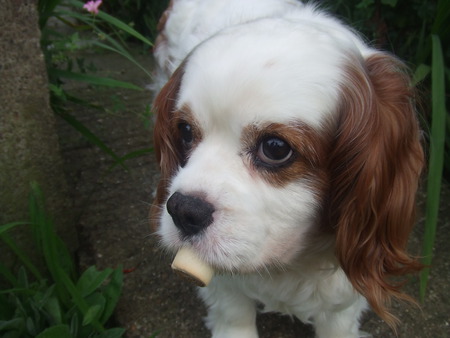 King Carles With Bone