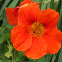 Orange Flower