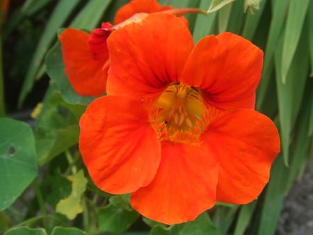 Orange Flower - orange, leaf, flower, petals