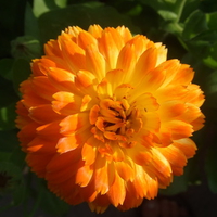 Orange Flower