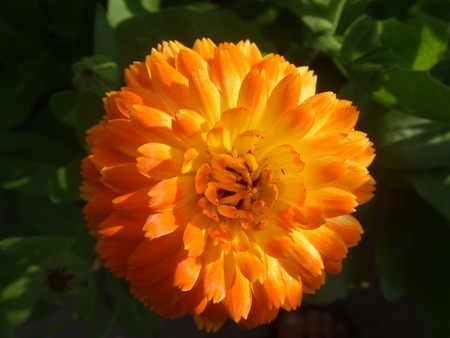 Orange Flower - orange, leaf, flower, petals