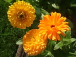 Orange Flowers