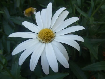 White Flower - white, leaf, flower, petals