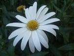 White Flower