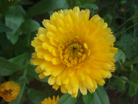 Yellow Flower - leaf, yellow, flower, petals