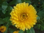 Yellow Flower