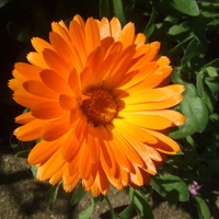 Orange Flower