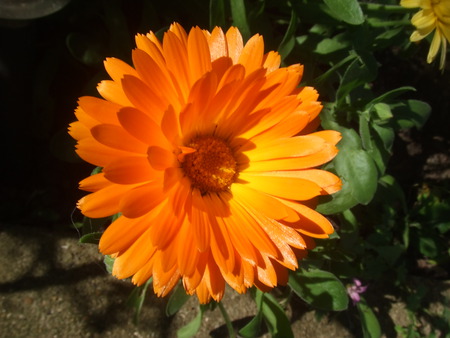 Orange Flower - orange, leaf, flower, petals