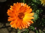 Orange Flower