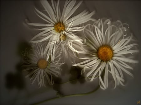 Daisies - daisies, 3d