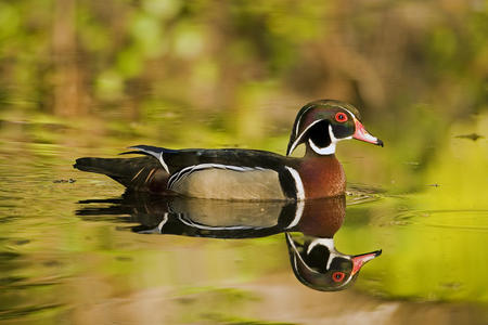 Wood Duck Drake - reflections, ducks, wood ducks, birds