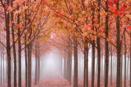 Maples in the Mist Willamette Valley Oregon - fall, maple trees, forests, autumn