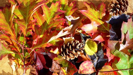 Falls Fallen - fall, colored, leaves, washington, widescreen, autumn