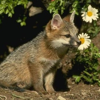 baby fox