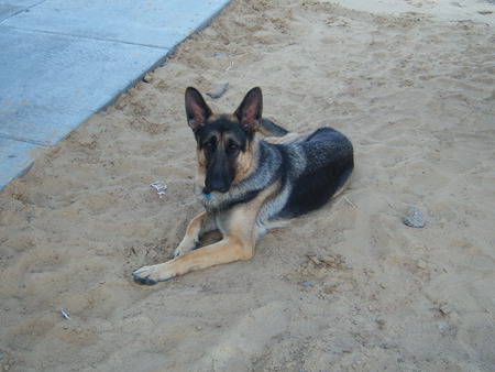 desel - german shepard, dog