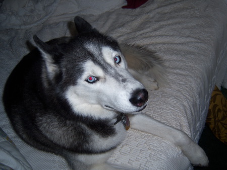 maxy - husky, dog