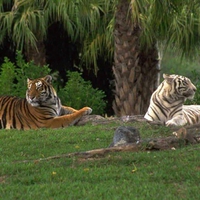 resting tigers