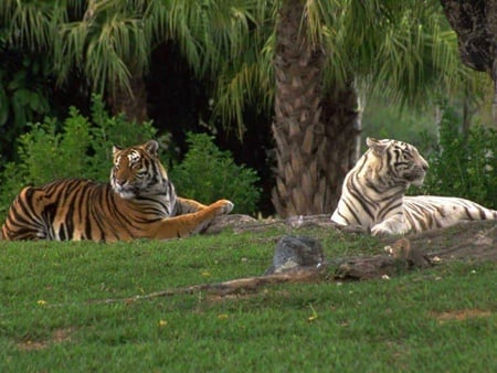 resting tigers - one white, resting time, one amur