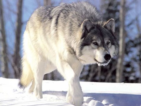 Gray Wolf - wolf, snow