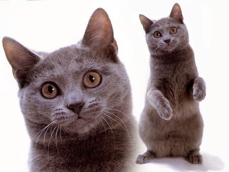 Russian Blue Cat - russian blue, cat