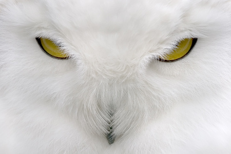 White Owl