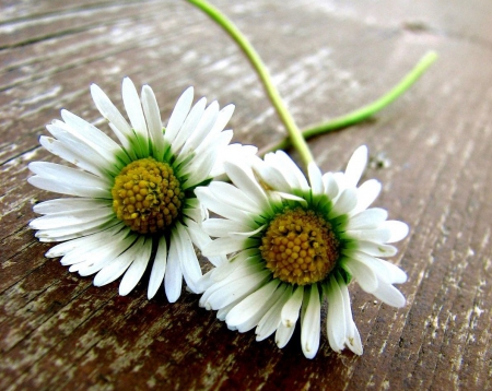 Flowers - flowers, photography, abstract, soft