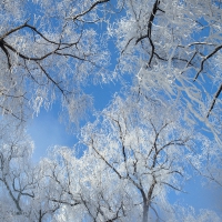 Icy Winter Sky