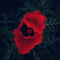 Red Poppy