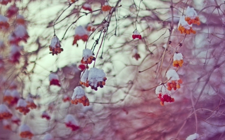 Branches covered with snow - winter, trees, branch, snow