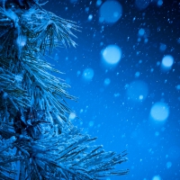 Snow covered pine trees