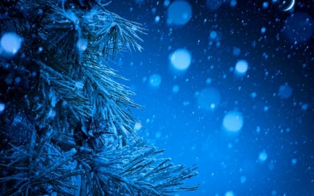 Snow covered pine trees - sky, trees, snow, night, pine trees