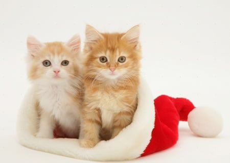 cute kittens in a Santa hat - animals, kittens, cats, cute, santa hat