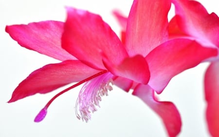 Schlumbergera - white, flower, pink, cactus, schlumbergera