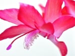 Schlumbergera