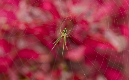 Spider - web, spider, macro, insect, pink