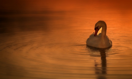 Sunset â™¥ - swan, lake, sunset, beautiful