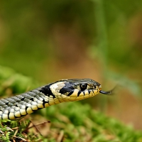 Ringelnatter Snake 