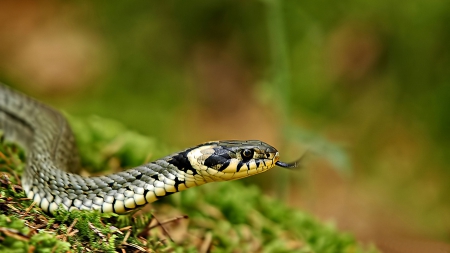 Ringelnatter Snake  - wide screen, wildlife, animal, ringelnatter, reptile, photo, photography, snake