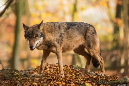 wolf - canislupus, wallpaper, black, wolf, wolves, white, wisdom, timber, howling, saying