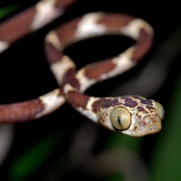 Blunt-headed Tree Snake