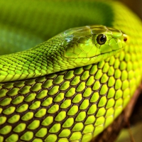 Green Snake