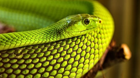 Green Snake - wide screen, wildlife, snake, photography, animal, reptile, mamba, photo